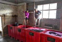 Coonawarra crush time