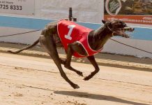 Greyhounds: Cup kicks off in sensational fashion