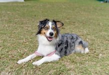 Pups put through paces