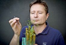 New grain crops pass acid test