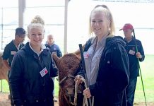 Hands-on cattle training