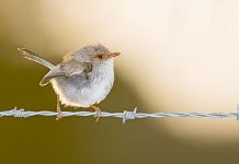 Council competition focuses on natural beauty