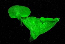 Display brings forest phenomenon to city