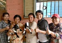 Pigs for Hope project helps Indonesians