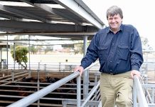 Saleyards budget pressure