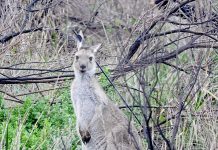 Mayoral contenders support South East kangaroo number inquiry