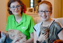 Feline foster carers sought