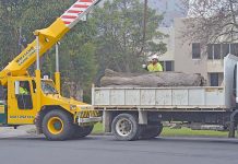 Giant tree stump makes way for new tree