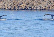 Whale calf birth coincides with tracking website