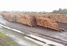 Timber association backs call to harness log exports