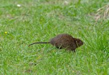 Protected native eastern swamp rats identified in South East gardens