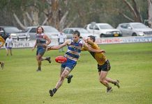 Cats fighting for form