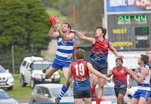 Cats climb all over Roos