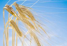 Drier conditions enable seed progression