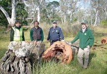 Illegal firewood collection problem grows