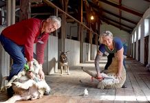 Shearers threaten to cut event support