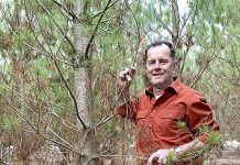 Government plans for forestry growth