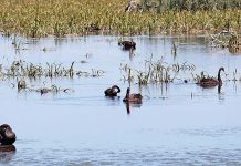 Bool Lagoon floods with bird life as water rises