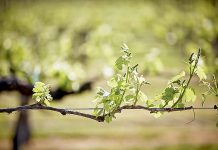 RDA report to be presented