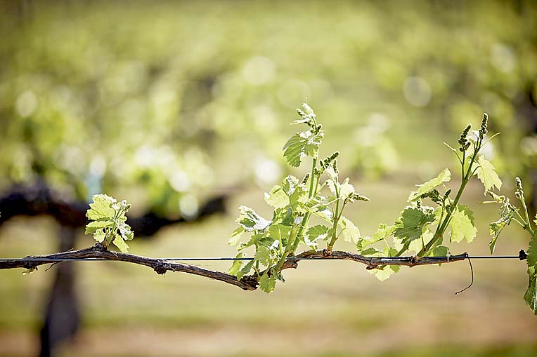 App puts disease management in hands of grapegrowers