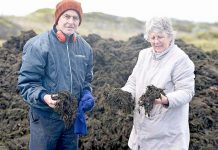 Council knee deep in seaweed cliff hanger