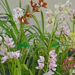 orchid showweb20180915