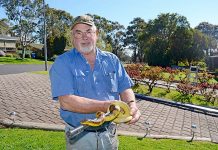 Spring brings snakes out of hiding