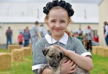 Spring brings show excitement