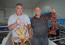 South East lobster prices take plunge