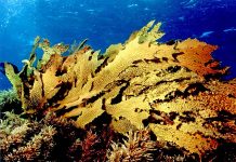 Ocean warming poses seaweed threat