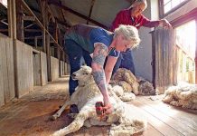 Shearers help break mental health cycle