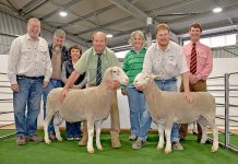 Strong Woolumbool sale result