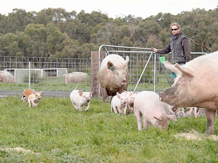 Free-range pork focus pays dividends