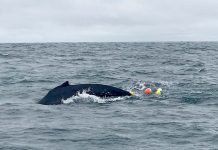 Operation under way to free entangled whale