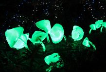 Natural phenomenon given prime television slot