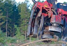 Regional tall timber awarded