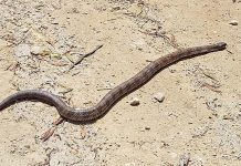 Warm weather triggers snake activity