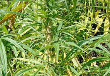 Stolen hemp sparks PIRSA announcement