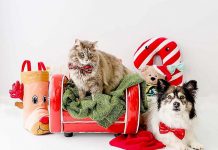 Pets strike a pose for animal welfare league