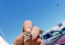 Tiger snake seeks shade at city hotel