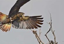 Greater protection for bird species