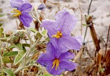 Landowers urged to act on silverleaf