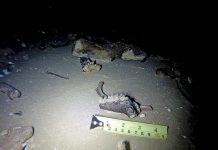 Extinct mammal fossils found