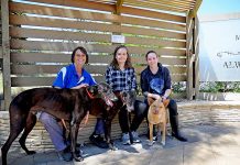 Pets are for life, not just Christmas