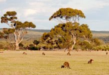 Applications open for Kangaroo Island visual arts four-week residency