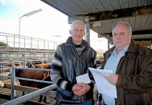 ‘Realistic solution’ sought for saleyards