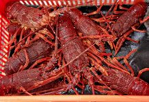 Close eye kept on major lobster industry changes