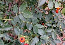 Farmers urged to address ‘serious weed’