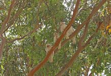 Corella cull postponed
