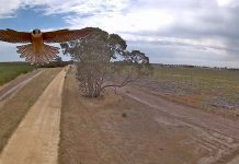 Bird of prey swoops in frame as Nangwarry resident tests drone